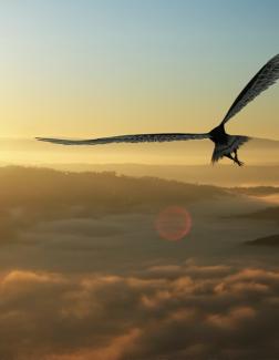 An Eagle Soaring Above the Clouds